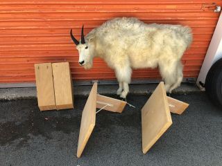 Mountain Goat Full Size Standing Taxidermy Mount Rare With Wall Stands