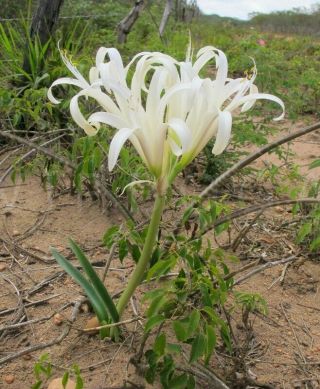 (^ - ^) Griffinia Gardneriana Bulb " White Amaryllis " - Rare (^ - ^)