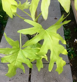 Philodendron warscewiczii aurea ' Flavum ' RARE Gold Form Aroid - Actual Plant 3
