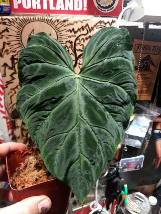 Philodendron Verrucosum Velvety Aroid Rare Offering