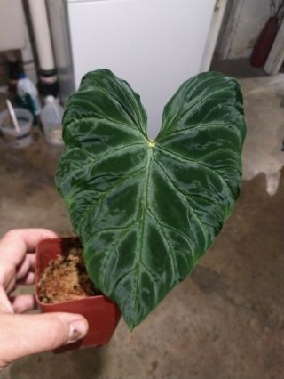 Philodendron Verrucosum Velvety Aroid Rare offering 2