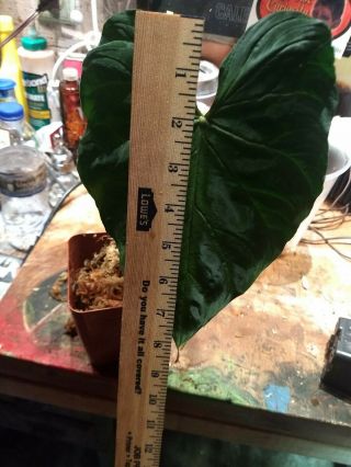 Philodendron Verrucosum Velvety Aroid Rare offering 3