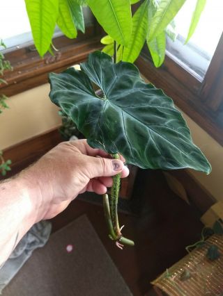 Philodendron Verrucosum Velvety Aroid Rare offering 4