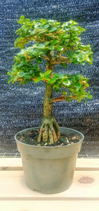 Premna Microphylla Pre Bonsai Tree,  1 Live Tree Very Rare
