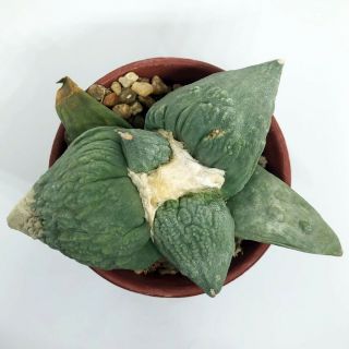 124 Ariocarpus Retusus Cv.  Cauliflower Rare Seeding (never Graft)