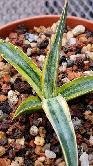 Special Plant Very Rarely Offered Agave Funkiana " Border ".  Great Variegation