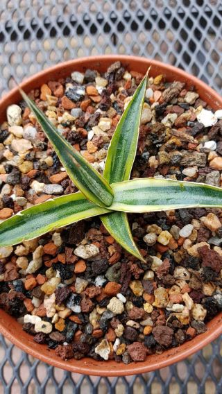 Special plant Very rarely offered Agave Funkiana 