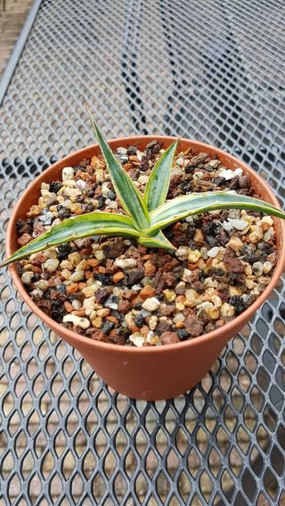 Special plant Very rarely offered Agave Funkiana 