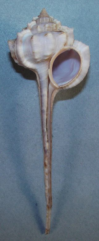 Murex Vicdani 111.  51mm Choice Rare Specimen Bohol,  Philippines