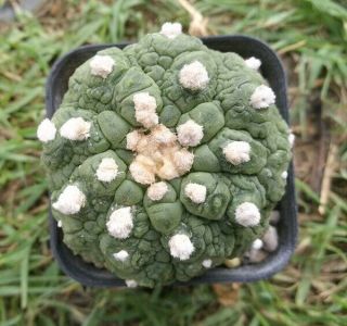 Astrophytum Nudum Kikko Rare Seeding Cactaceae Succulent Cacti サボテン Kaktus 仙人掌