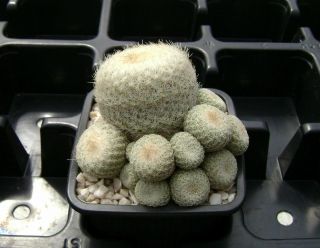 Epithelantha Mexicensis Own Roots 15 Offsets,  Rare Cactus 08143