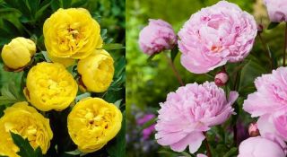 Peony Plants Set 2 Rare Types,  Labeled,  Not Seeds