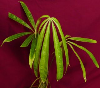 Anthurium Eminens Rare Aroid Plant Philodendron
