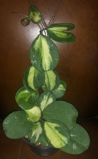 Hoya Obovata Variegated (large & Rare),  Ship In 6” Pot Actual Plant