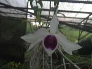 Rare Dendrobium Semi Alba Orchid Plant.  Fragrant Hawaii 