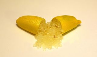 Finger Lime " Yellow Lemonet " Grafted Plant Rare Opportunity