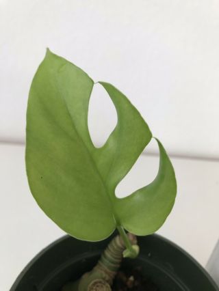 Rhaphidophora Tetrasperma Mini Monstera Philodendron Ginny Rare Aroid