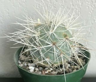 Tephrocactus Alexanderii Albispina Rare Cactus Plant Own Roots Succulent
