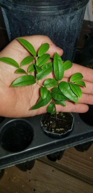 Plinia Phitrantha,   Otto Andersen (branca Vinho) " Rare Jabuticaba Tree Seedling