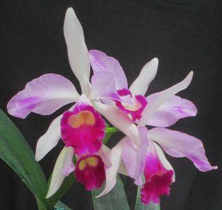 Rare Orchids - Lc Eleanor Roosevelt 