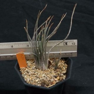 Aloe Bowiea " Compact " Rare Species / Agave Succulent Permit