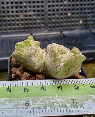 15.  Whitesloanea Cressa (unusual Head From Seed) Very Rare Succulent