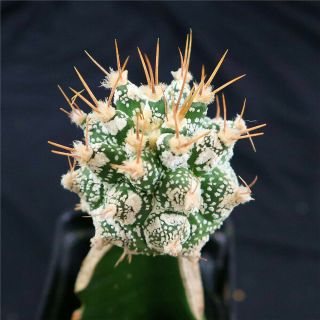 Astrophytum Ornatum - With Rootstock - Rare Cactus Cacti 4237
