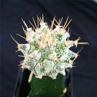 Astrophytum Ornatum - With Rootstock - Rare Cactus Cacti 4238