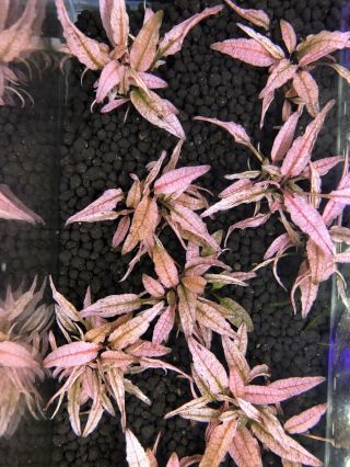 Pink Flamingo Cryptocoryne Crypt Live Aquarium Plants Panther Fish Rare Plant