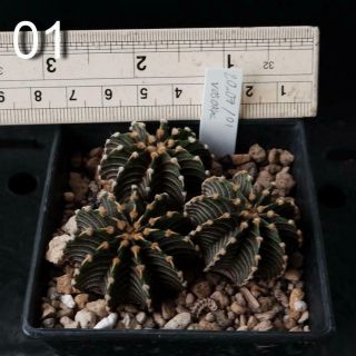 3 X Gymnocalycium Friedrichii Vos014a Volker Rare Seed Grow / Cactus