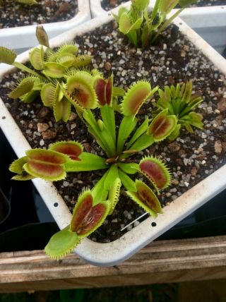 Venus Flytrap Samling (rare) (plantev Cultivar)