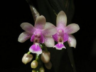 Rare Orchid Species Seedling - Phalaenopsis Deliciosa - -