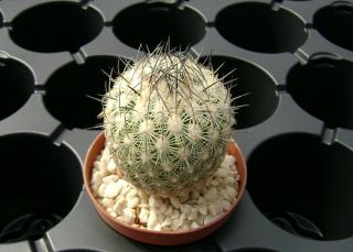 Echinomastus Mariposensis Own Roots Rare Cactus 08044