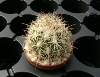 Echinomastus Mapimiensis Mmr 290,  Own Roots Rare Cactus 08043