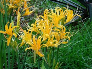 Spider Lily Bulbs Lycoris Perennial Golden Resistant Flower Surprise Bonsai Rare