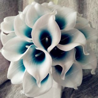 Royal Blue Center Calla Lily Bulbs (not Seeds),  Rare Flower - 2 Bulbs