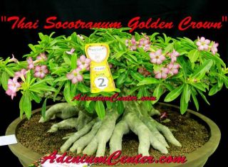 Adenium Desert Rose Thai Socotranum " Golden Crown " 50 Seeds Fresh Rare