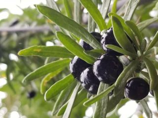 1 Black Goji (lycium Ruthenicum) Berry Rare Large Plant