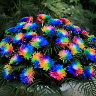 400 Rainbow Chrysanthemum Flower Seeds Rare Special Unique Unusual Colorful