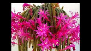 2 Cuttings 8 " Rat Tail Cactus Aporocactus Flagelliform Rare Succulent Plant Pink
