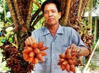 12thai Sweet Salak Palm Seeds,  Rare Fruit Tropical Salacca Zalacca Fresh Seeds
