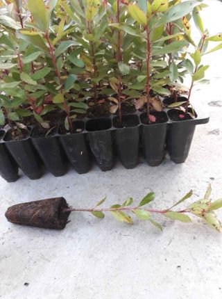 Rare Arbutus Unedo Strawberry Tree 1 Live Plant 25 - 30 Cm