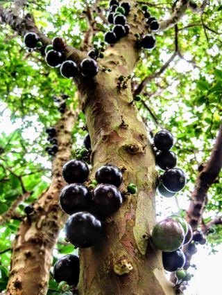 Jaboticaba,  Jabuticaba 1gal/6 " Pot Plinia Cauliflora Grape,  Fruit Tree Live Rare