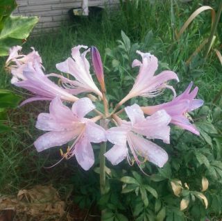 (2) Rare Belladonna (naked Lady) - Amaryllis Bulb Perennial Will Bloom In July