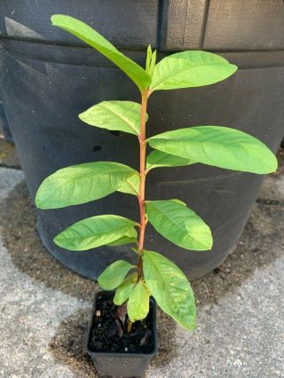 White Guava Psidium Seedling Fruit Plant " Klom Sa Li " Crispy & Sweet Rare