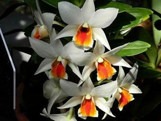 Dendrobium Lori Star Orchid Plant.  Neat Hybrid.  Rare Offering.  Limited.  Fragrant