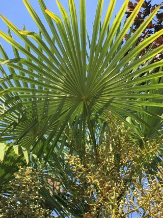 10,  Rare Hybrid T.  " Mystery " X T.  Wagnerianus Seedlings,  Hardy Palms
