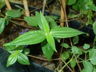 Gonostegia Hirta (urticaceae) - Rare Edible Climber,  Ex Philippines - 5 Seeds