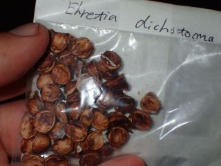 Lokhande - Ehretia Dichotoma - Very Rare Small Fruit Tree - 10 Seeds