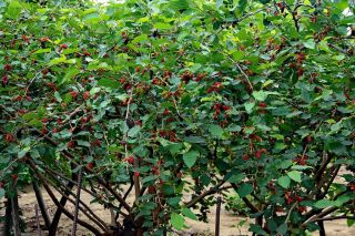 Rare Seeds»taiwan Mulberry - Morus Australis 15 Fresh Seeds For Sowing/growing